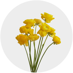 Flowers Ranunculus Yellow
