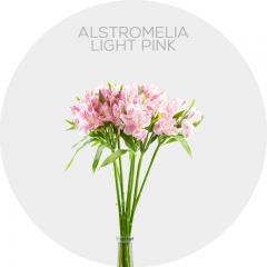 Flowers Alstroemeria Light Pink