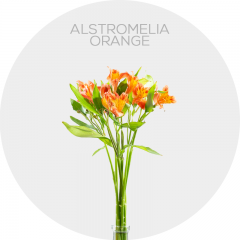 Flowers Alstroemeria Orange
