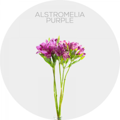 Flowers Alstroemeria Purple