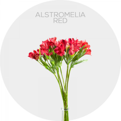 Flowers Alstroemeria Red