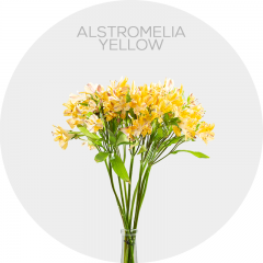 Alstromelia Yellow