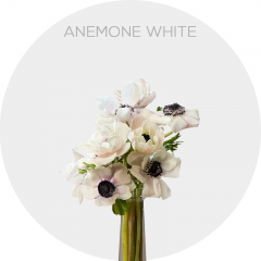 Flowers Anemona White (24 St bunch)