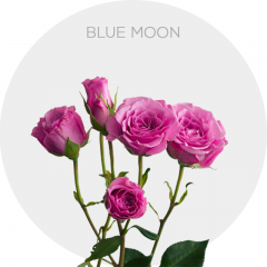 Spray Blue Moon Roses 40-60 cm