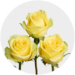 Yellow Stardust Roses 50-60 cm