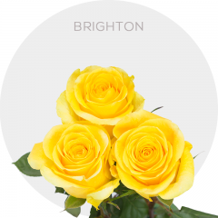 Yellow Brighton Roses 50-70 cm