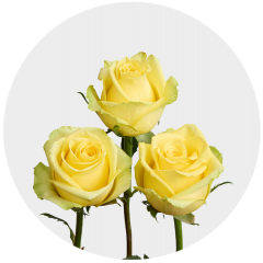 Yellow Goldfinch 40-50-60 cm