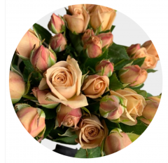 Spray Peach Chocolate 40-60 cm