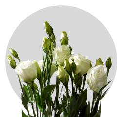 Lisianthus White 70 cm (150 St)