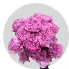 Flowers Lavender Carnations