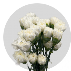Flowers White Carnations