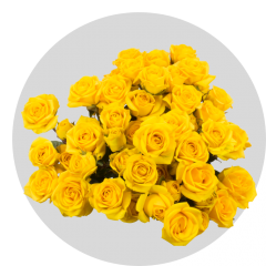 Yellow Baby Spray Roses 40-60 cm
