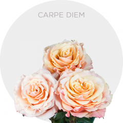 Peach Carpe Diem Roses 40-60 cm