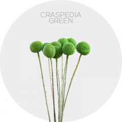 Flowers Craspedia Tinted Green