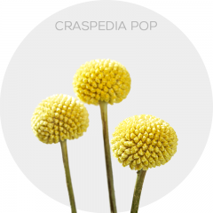 Flowers Yellow Craspedia Pop 70-80 cm