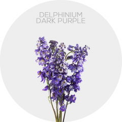 Flowers Delphinium Elatum Dark Purple
