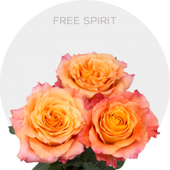 Free Spirit Roses autumn garden-style petals, 40-60 cm stems, available in solid boxes and bunches, premium farm-direct roses from Bellevue Roses