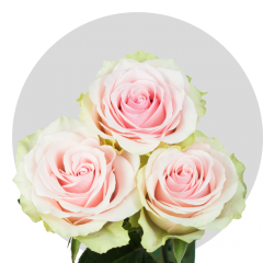 Light Pink Frutteto Roses  (40-50 cm)