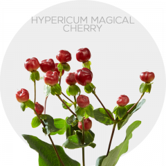 Flowers Hypericum Magical Cherry 70 cm 
