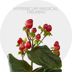Flowers Hypericum Magical Triumph
