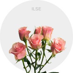 Spray Light Pink Ilse 40-60 cm