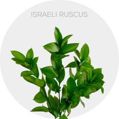 Greenery Ruscus (240 St)