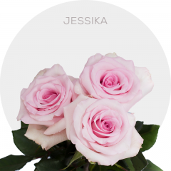 Light Pink Jessika Roses 40-70 cm