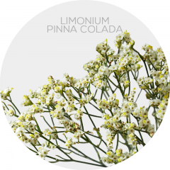 Box Flowers Limonium White/Yellow (130 St)