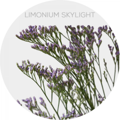 Flowers Limonium Skylight Lavender