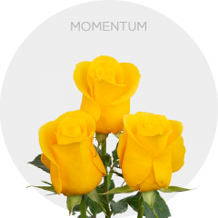 Yellow Momentum Roses 50-60 cm
