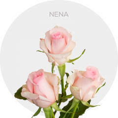 Light Pink Nena Roses 40-60 cm