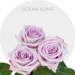 Fresh Cut Ocean Song Lavender Roses