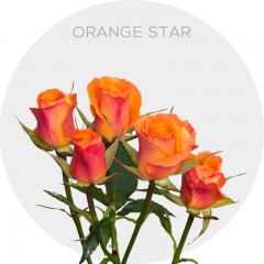 Spray Orange Star Roses 40-60 cm