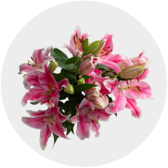 Flowers Oriental Lily Light Pink