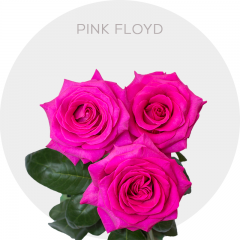 Hot Pink Floyd Roses 50-60 cm