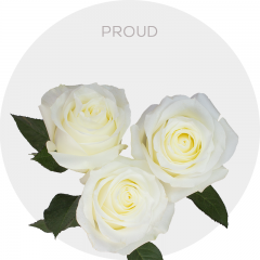 White Proud Roses 40-60 cm
