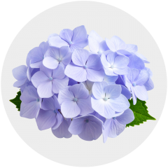 Flowers Lavander Hydrangea