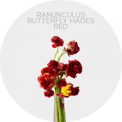Flowers Ranunculus Red Butterfly Hades