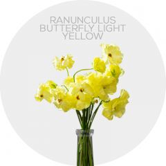 Ranunculus Butterfly Light Yellow