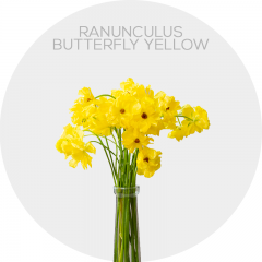 Flowers Ranunculus Butterfly Yellow