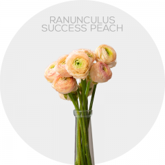 Ranunculus Peach