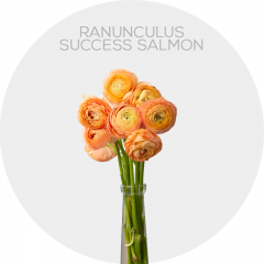 Flowers Ranunculus Salmon