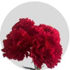 Flowers Carnations