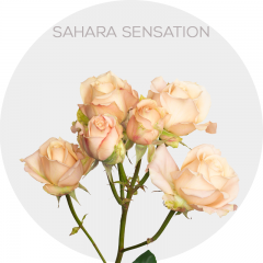 Spray Sahara Sensation 40-60 cm