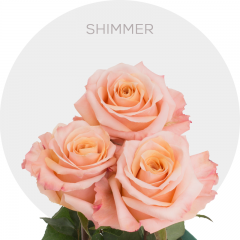 Peach Shimmer Roses 50-60 cm
