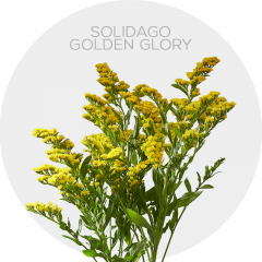 Flowers Yellow Golden Glory 50 cm 