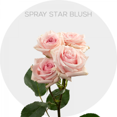 Spray Star Blush
