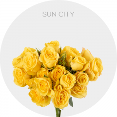 Yellow Spray Sun City 40-60 cm