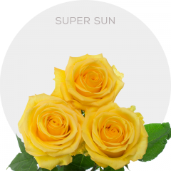 Yellow Super Sun Roses 40-60 cm