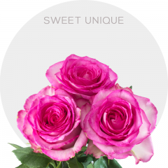 Pink Sweet Unique Roses 50-70 cm